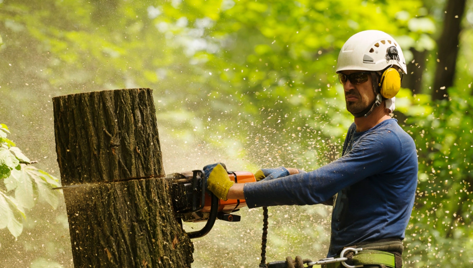 worker cutting tree